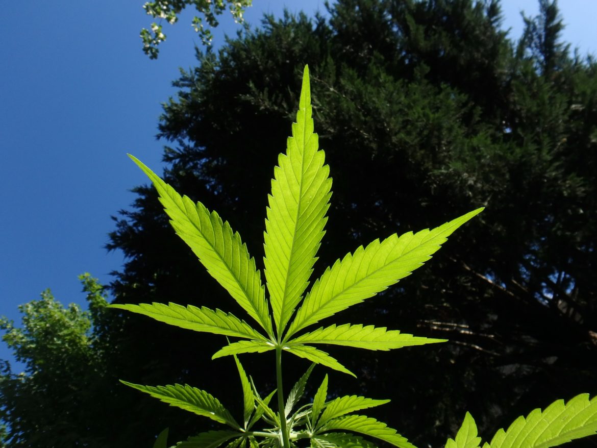 Culture hydroponique et aéroponique du Cannabis Légal