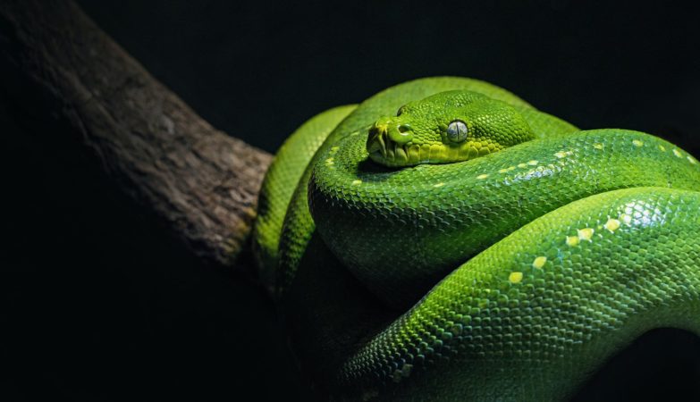 green snake on brown branch close-up photo